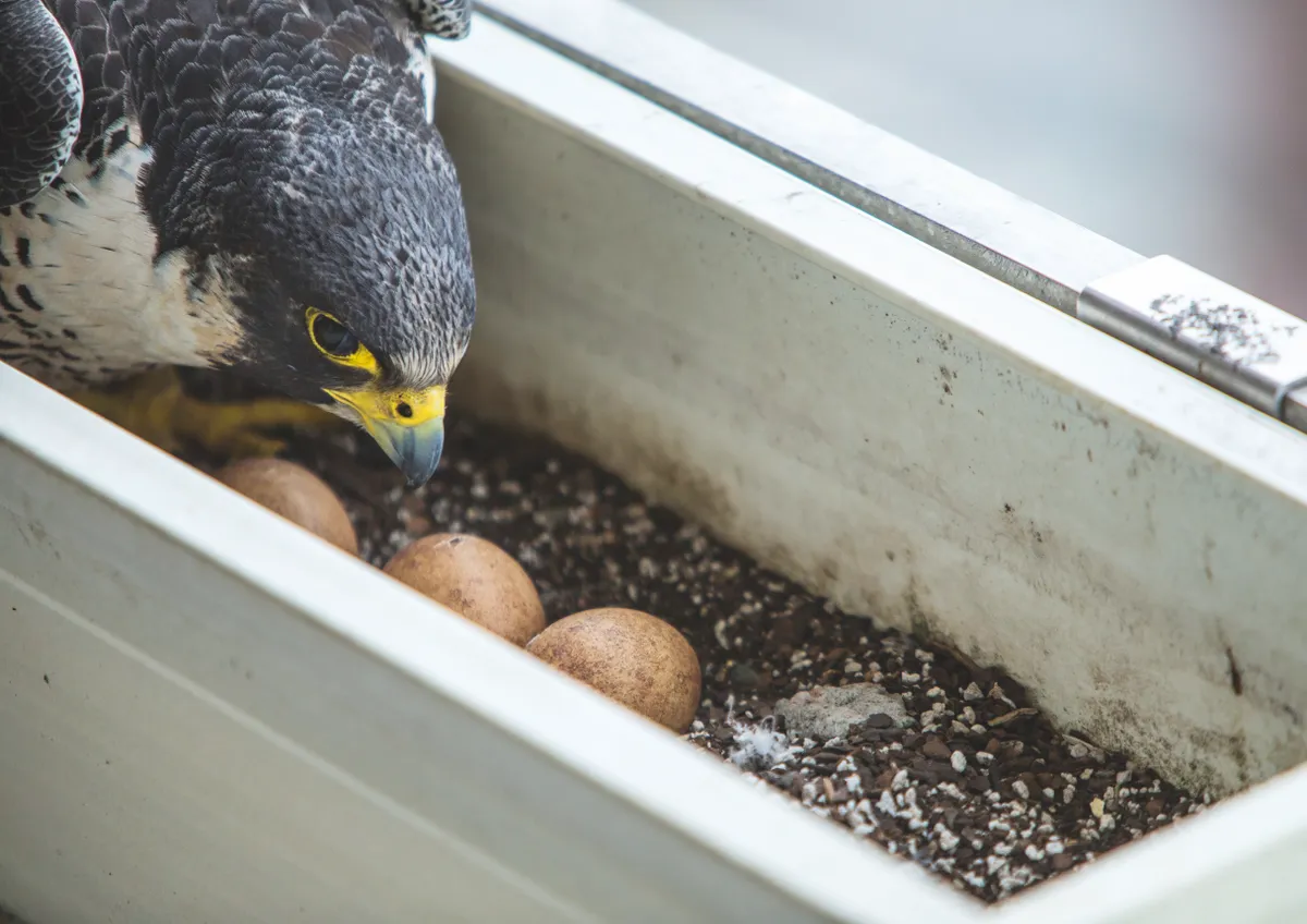 Peregrines usually lay three or four eggs at two-day intervals, and begin incubating when the third or fourth is laid, for 29– 33 days. The male takes over periodically to allow his mate to stretch her wings and eat. © Luke Massey.