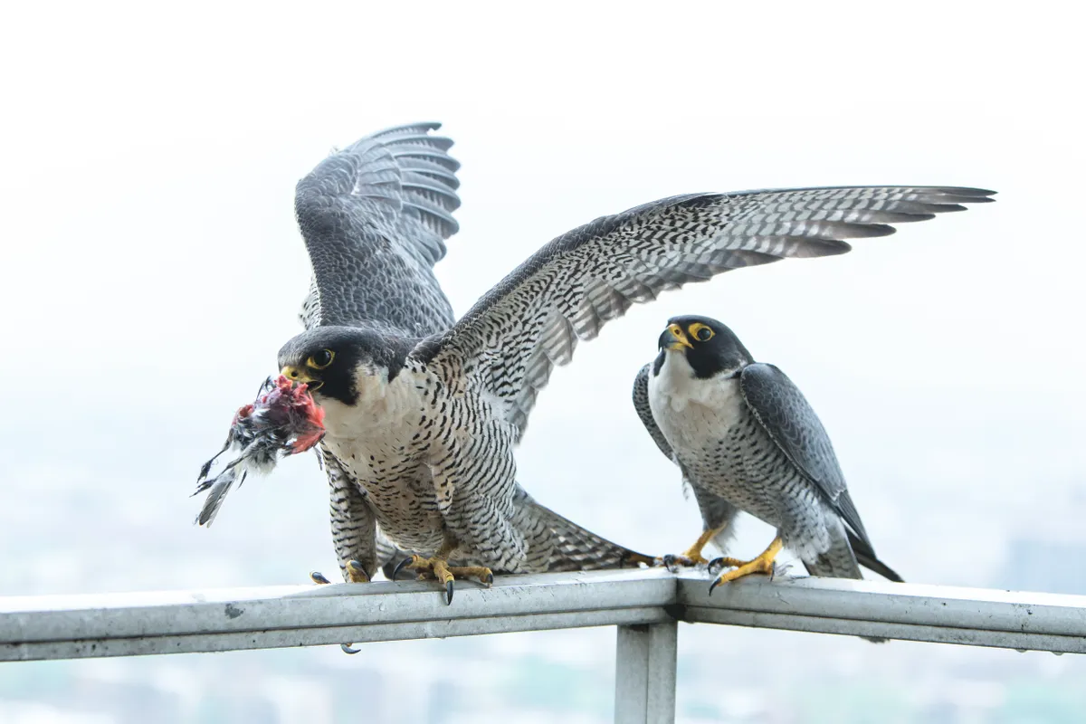 The female takes a plucked prey item from the tiercel or male – peregrines mainly hunt other birds. © Luke Massey.