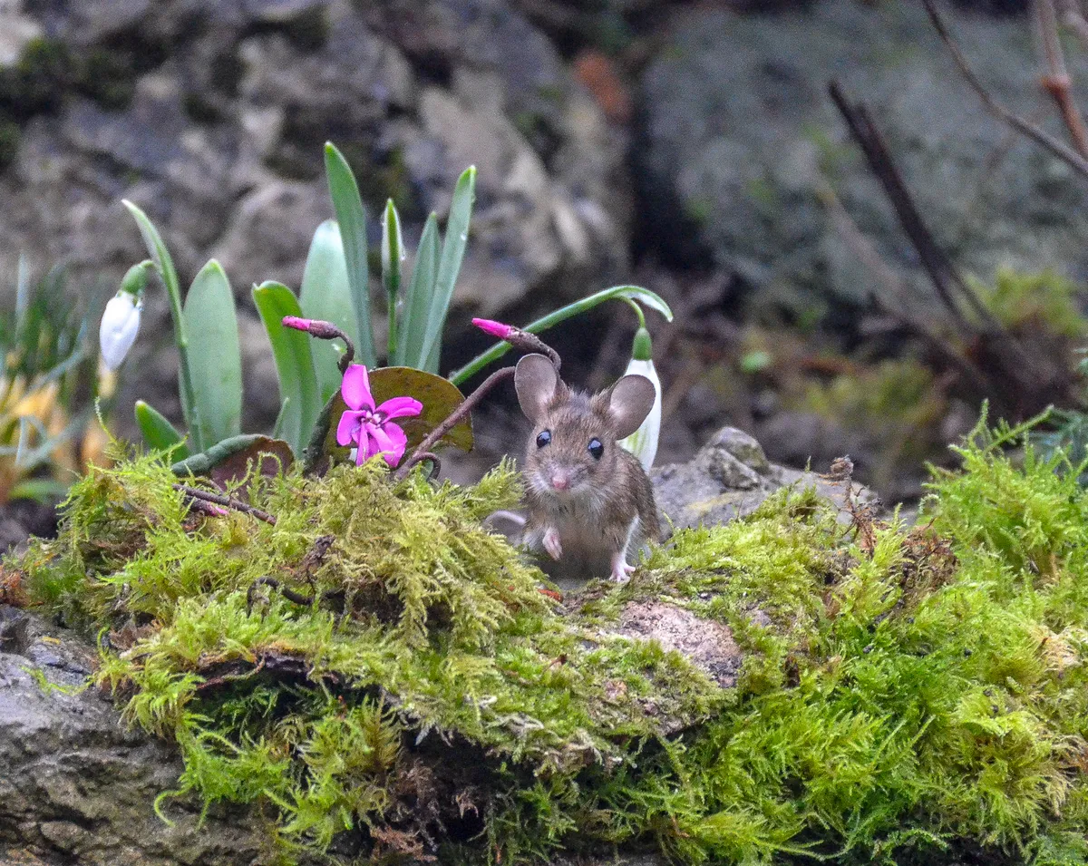 Mammal Photographer of the Year Highly Commended. Mouse. © Janice Dyson/Mammal Society.