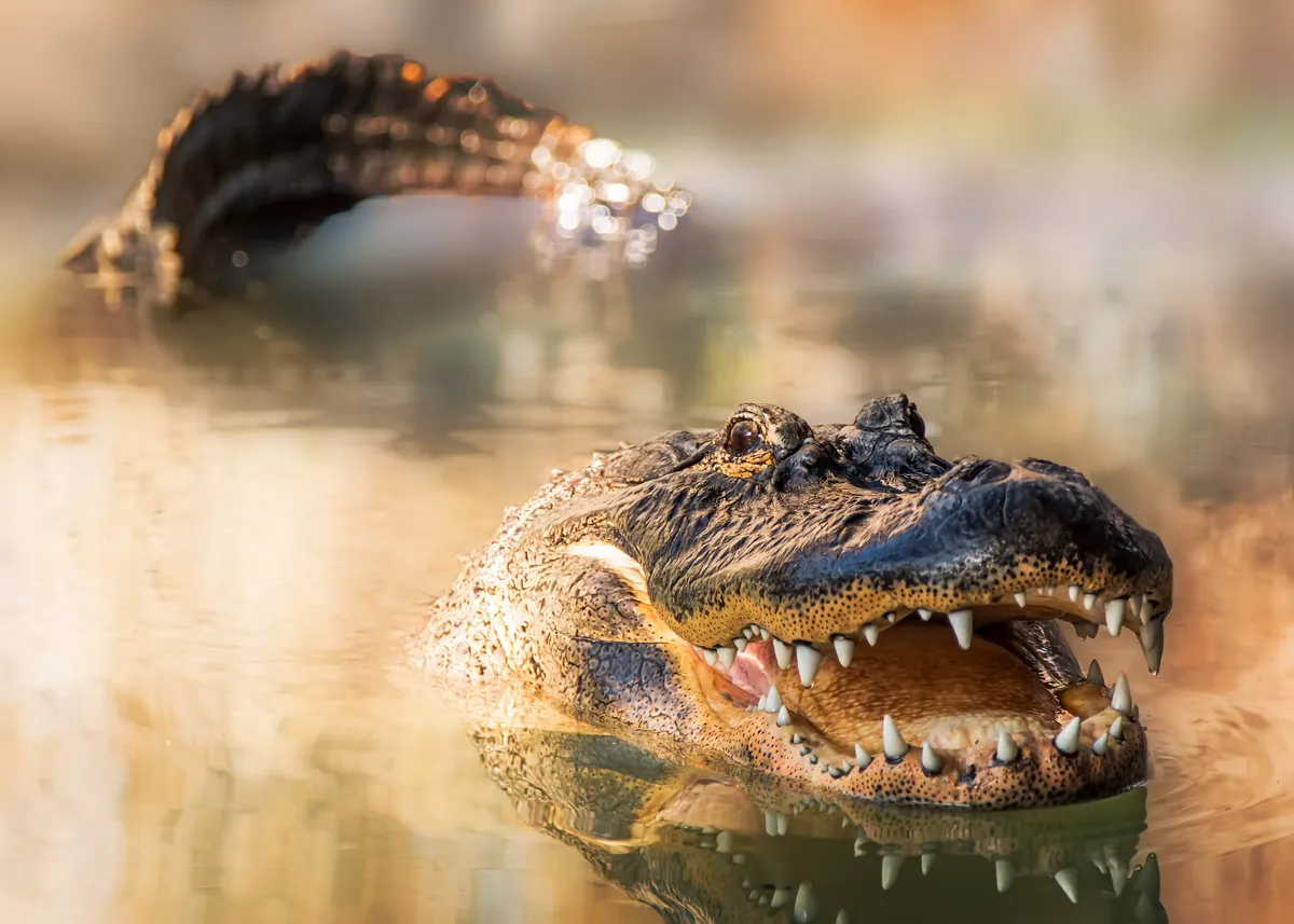 Spring time is when alligators breed in the Everglades. To attract a mate, males vibrate their larynx to make loud, bellowing calls that can travel over a mile.