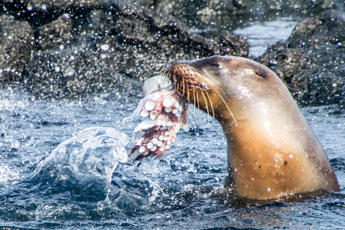 Animal Behaviour Category Winner: Galapagos sea lion with octopus. © Jose Guerrero Vela.