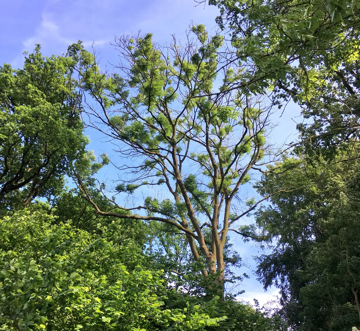 Ash tree suffering from an infection of ash dieback. © Andrea Harper