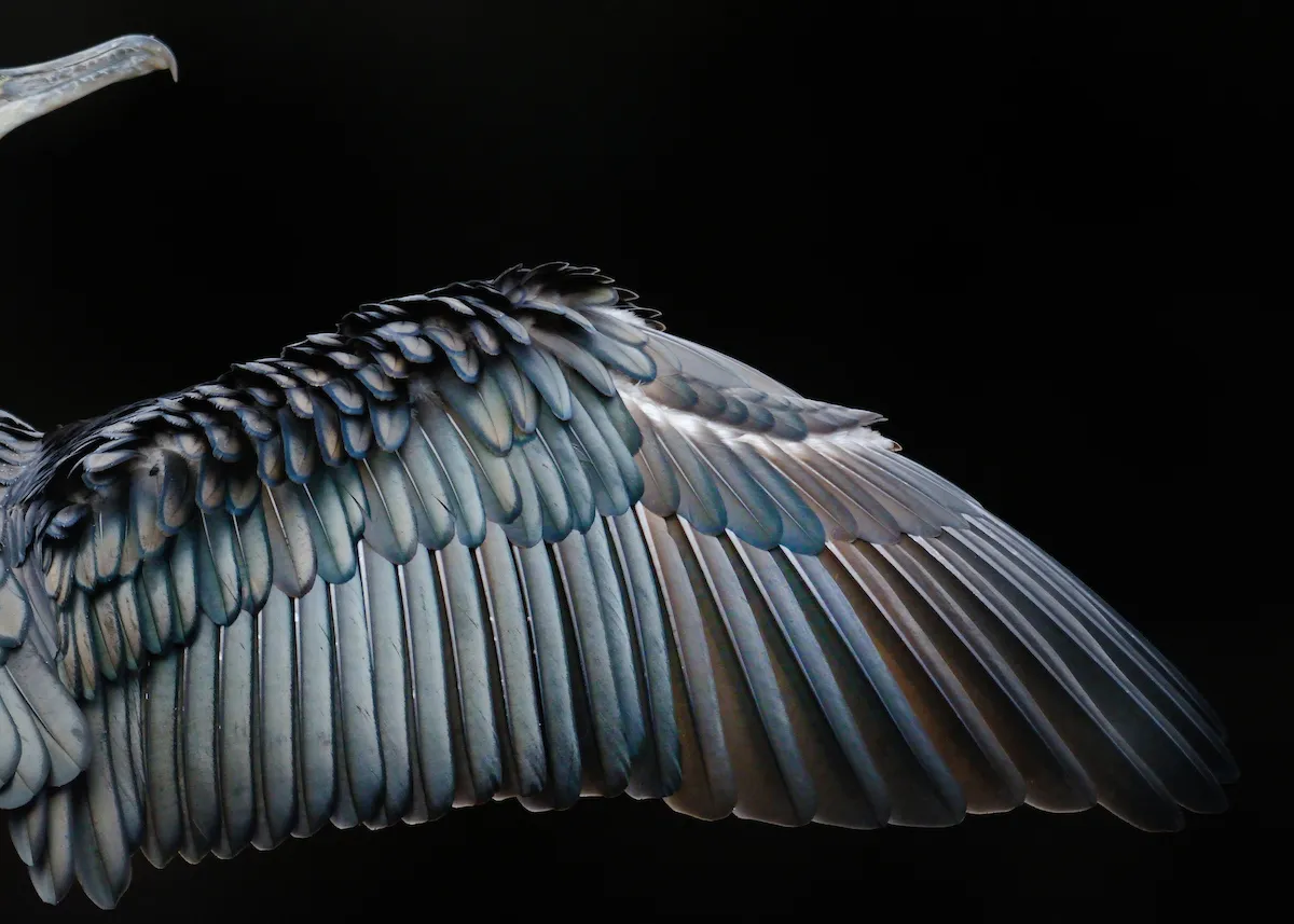 Attention to Detail Category Winner: Wing Formation. © Tom Hines.