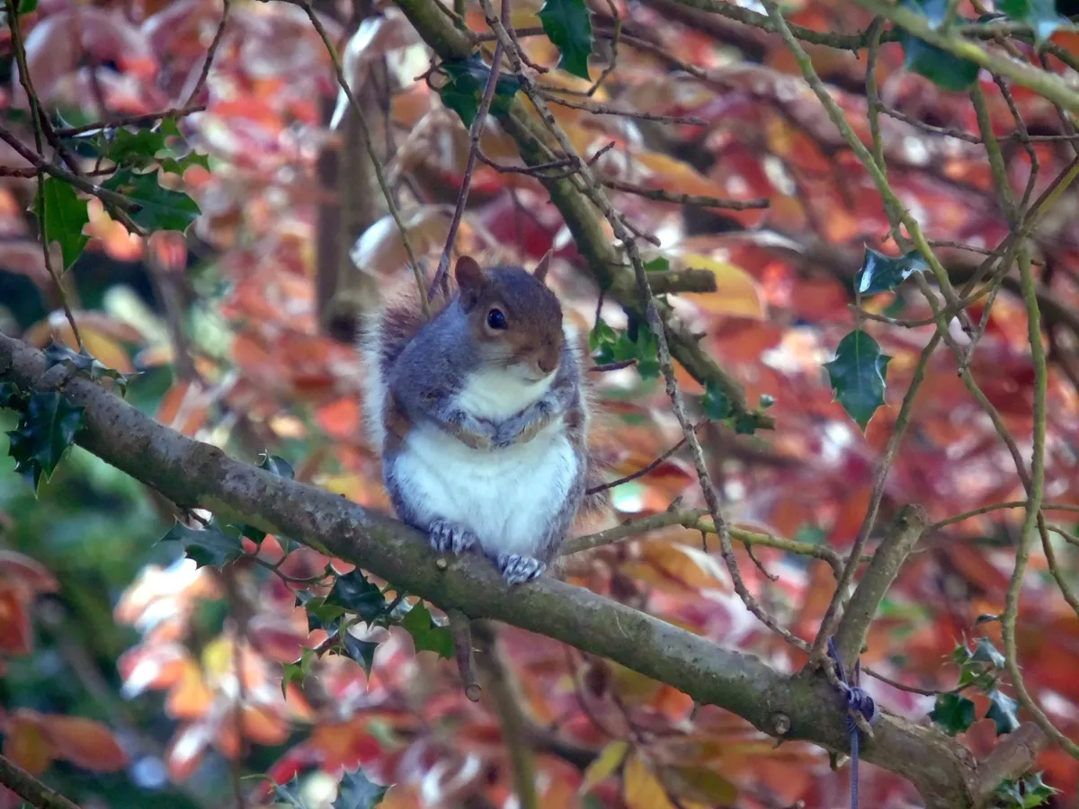 Young Mammal Photographer of the Year, aged 16-18 Category Highly Commended: Autumn squirrel. © Lauren Smewing.