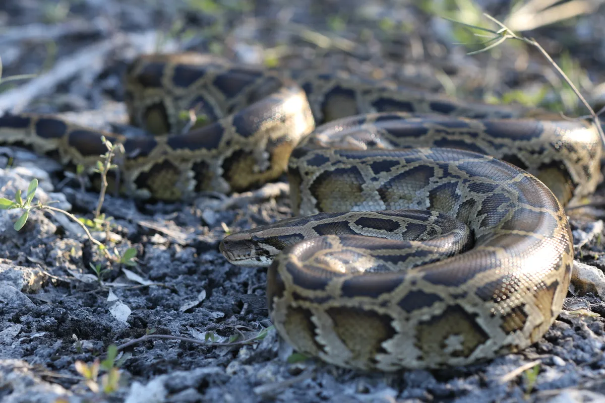 There are estimated to be around 100,000 of these invasive reptiles living in the Everglades.