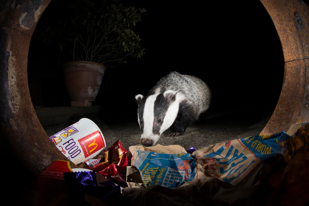 Badger. © Richard Bowler.