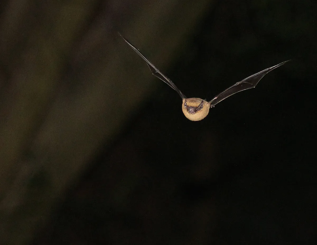 Young Mammal Photographer of the Year, aged 15 and under Category Winner: Pipistrelle bat. © James Miller.