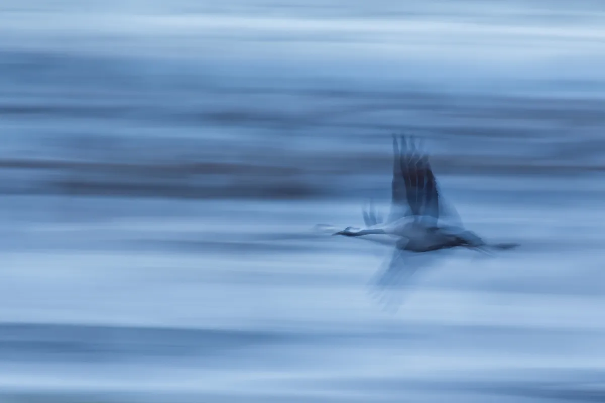 Best Portfolio Category Winner: Common Crane. © Petr Bambousek/Bird Photographer of the Year.