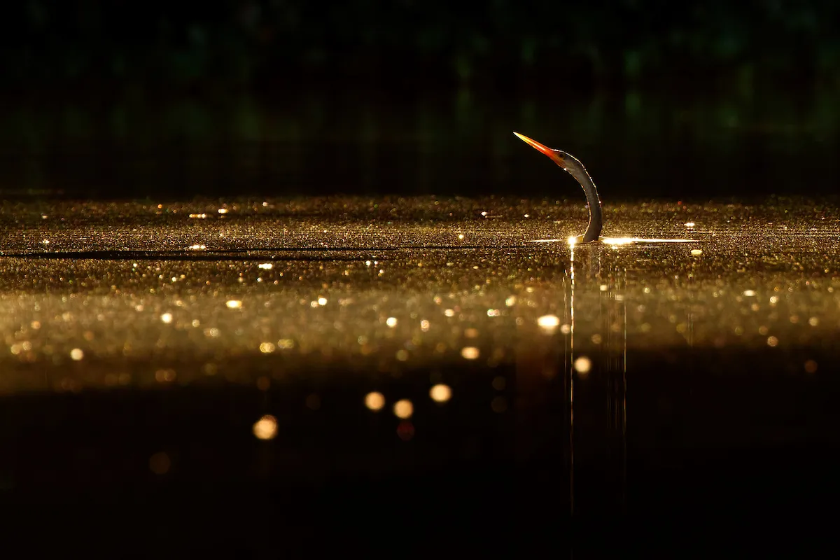 Best Portfolio Category Winner: Anhinga in River. © Petr Bambousek/Bird Photographer of the Year.