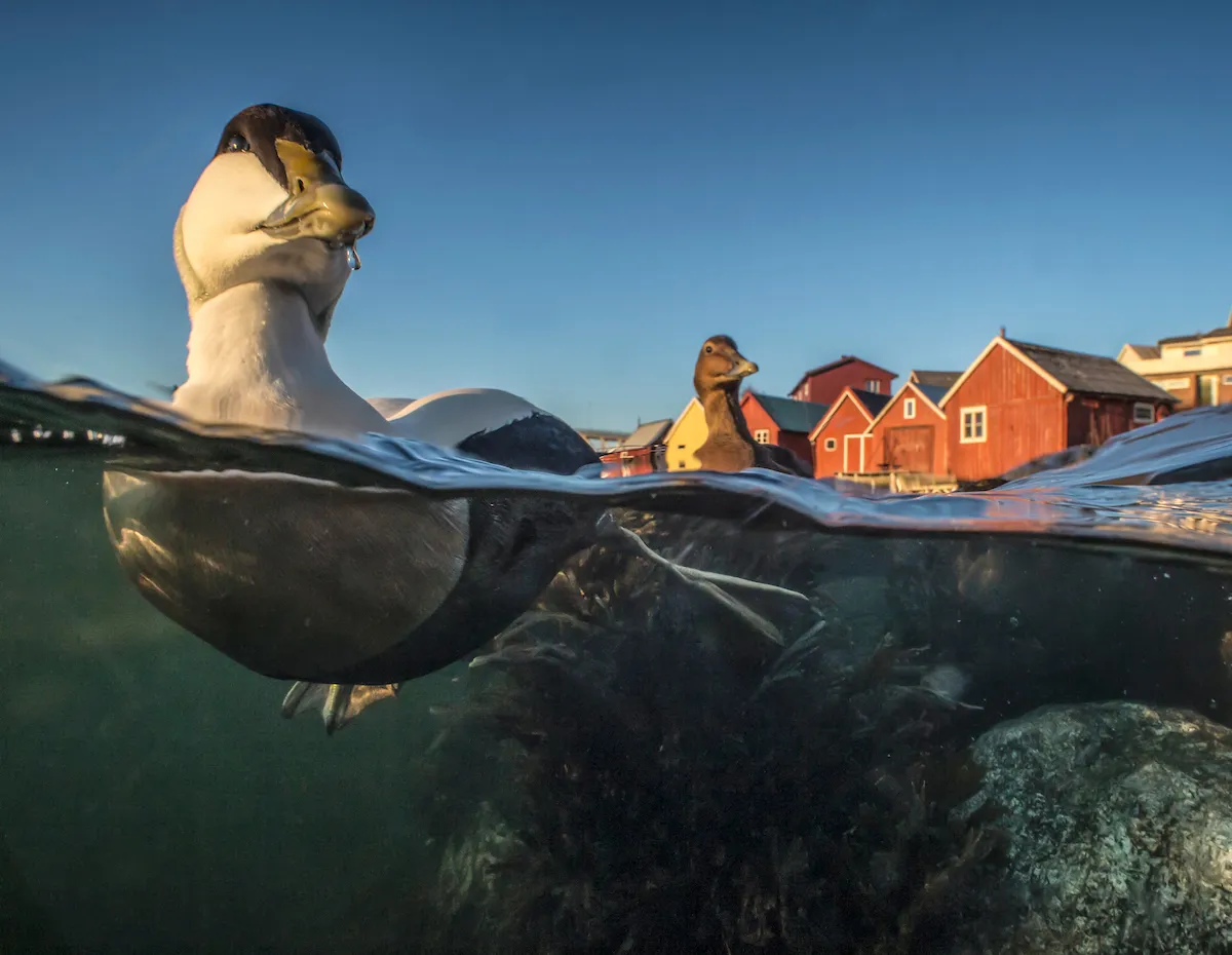 Best Portrait Category third place: Eider duck in fishing harbour. © Pål Hermansen.