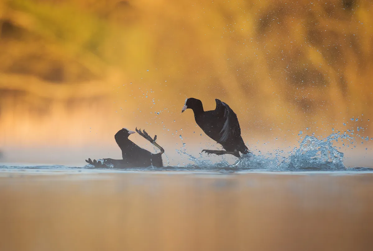 Bird Behaviour Category Winner: Coots fighting. © Andrew Parkinson.