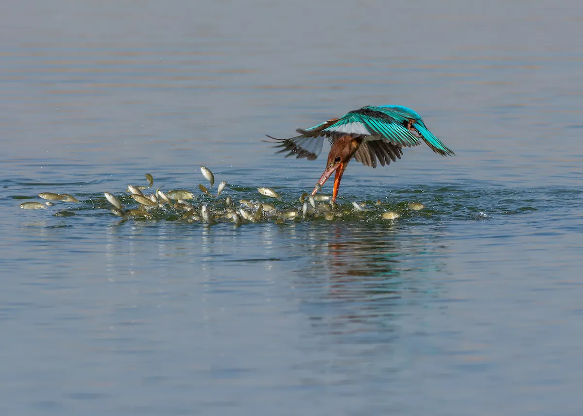 Bird Behaviour Category Runner up: Attack! © Malek Alhazzaa.