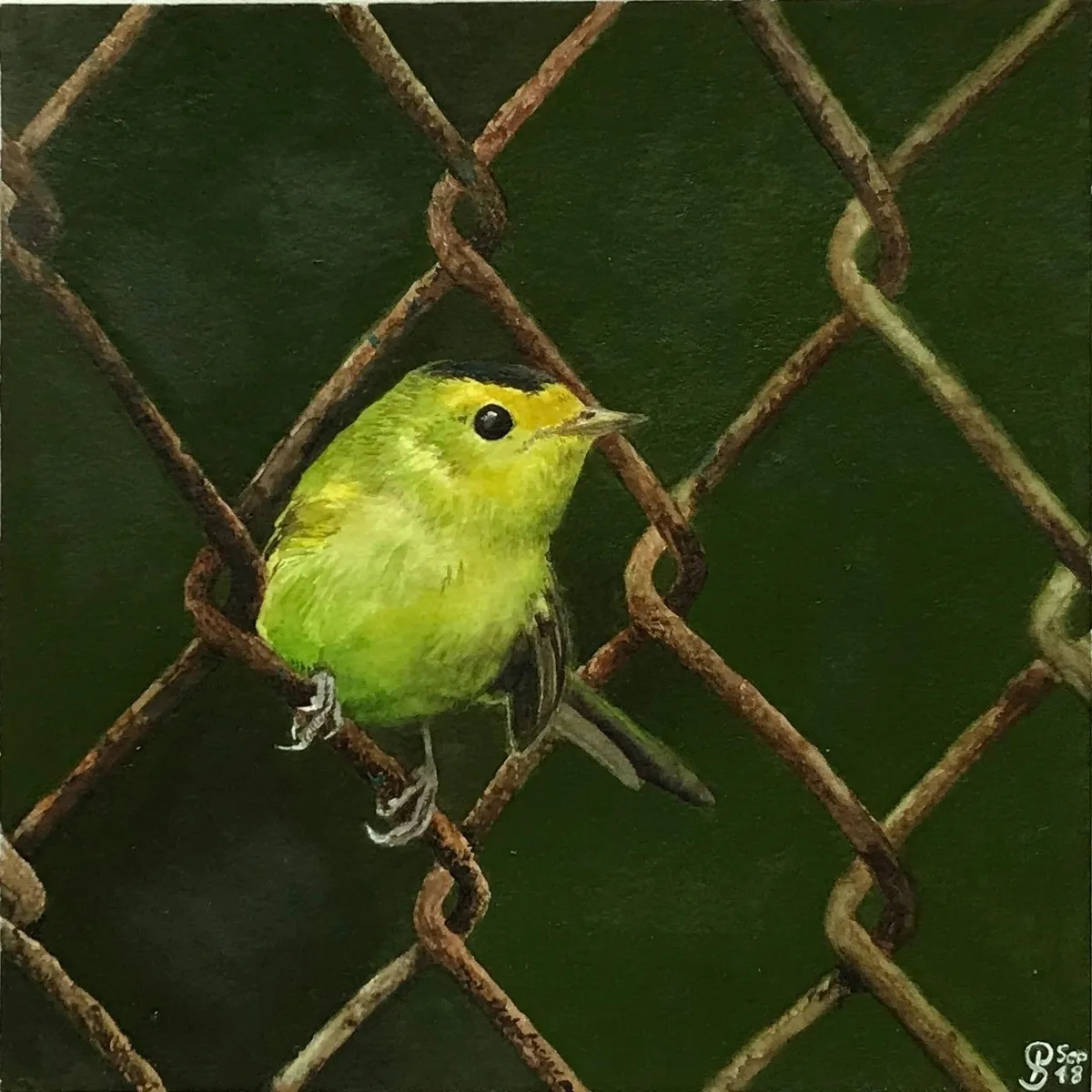 One of the finalists in the competition. Bird on fence - 'Wilson's Warbler' by Paula Schramm