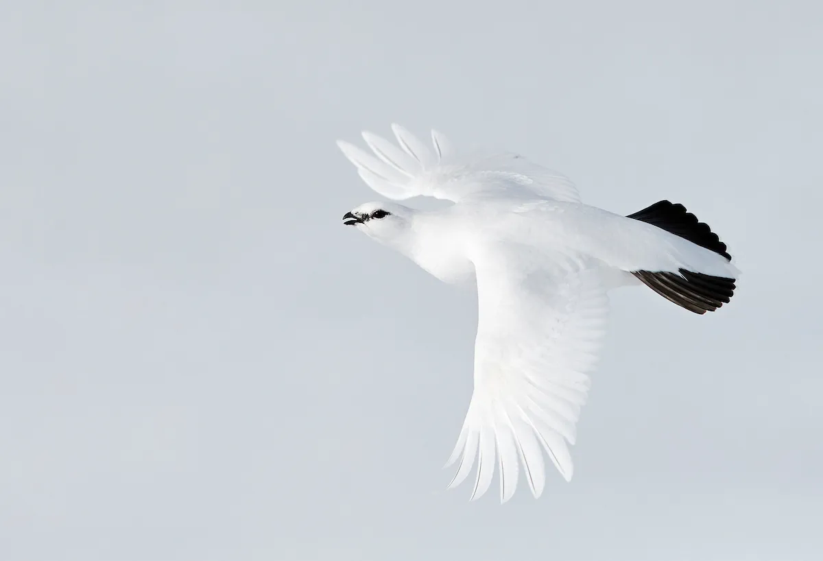 Birds in Flight Category third place: Ptarmigan in flight. © Markus Varesvuo.