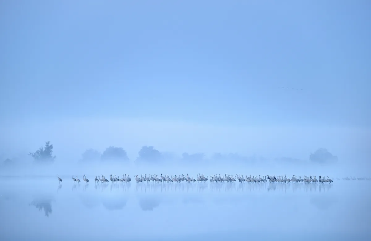 Birds in the Environment Category second place: The autumn migration of cranes. © Piotr Chara.