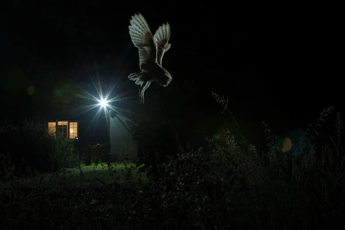 Birds in the Garden Category Winner: Barn owl hunting by house. © Jamie Hall.
