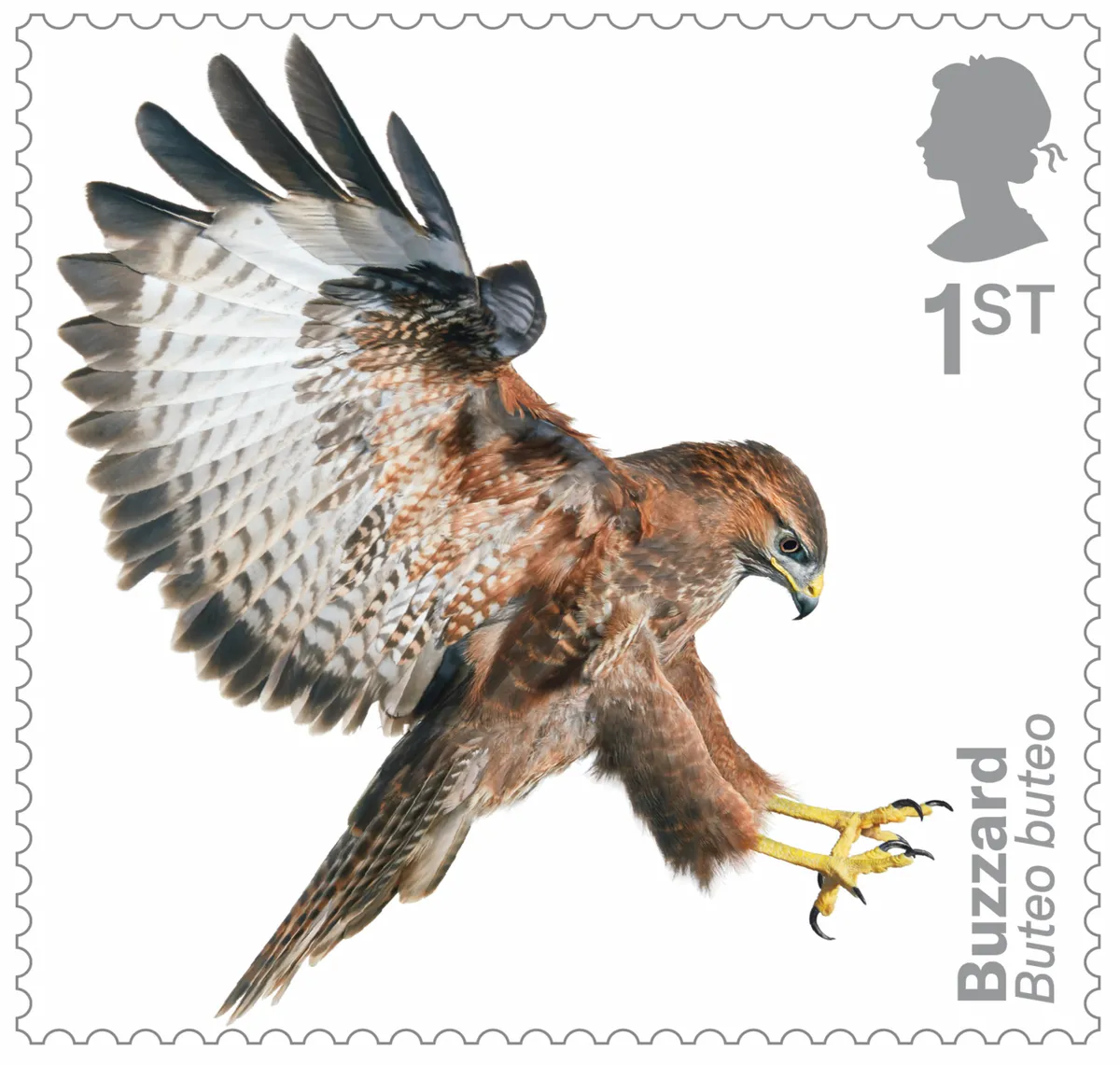 Bird of prey stamp collection - buzzard. © Tim Flach/Royal Mail.