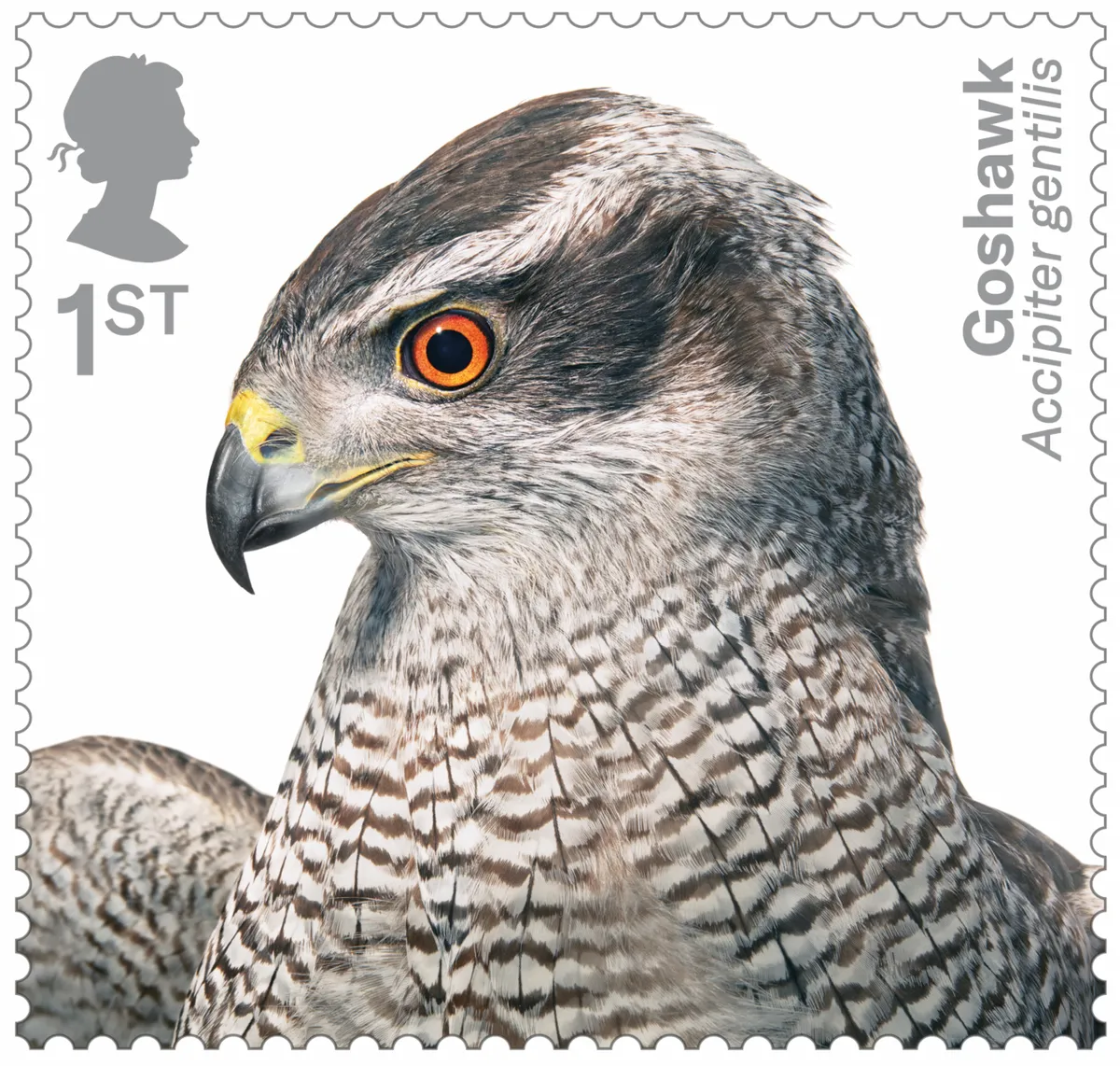 Birds of Prey Goshawk 400% stamp