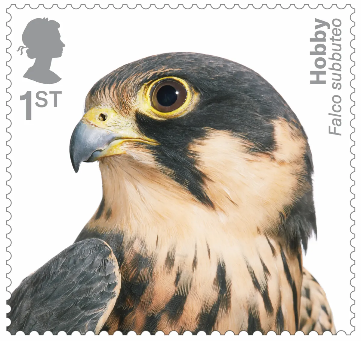 Bird of prey stamp collection - hobby. © Tim Flach/Royal Mail.