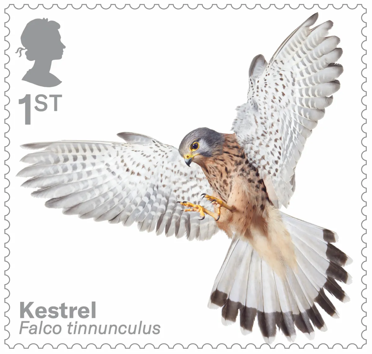 Bird of prey stamp collection - kestrel. © Tim Flach/Royal Mail.
