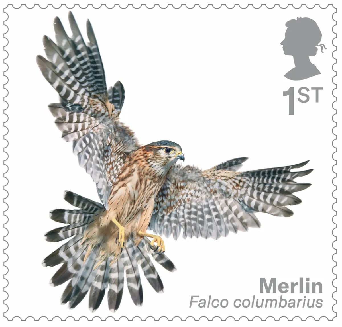 Bird of prey stamp collection - merlin. © Tim Flach/Royal Mail.