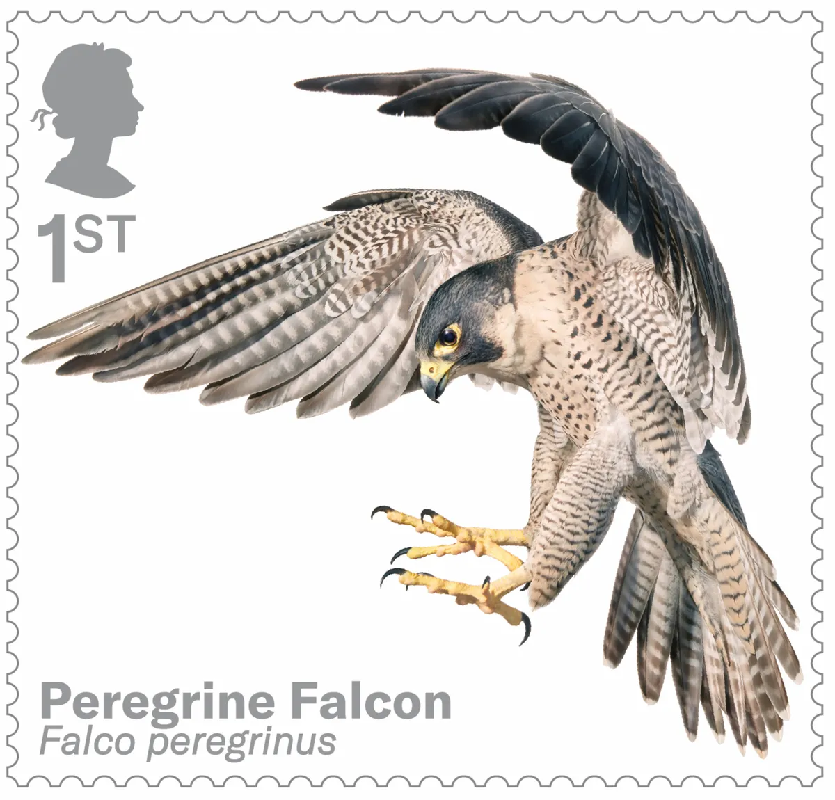 Bird of prey stamp collection - peregrine falcon. © Tim Flach/Royal Mail.