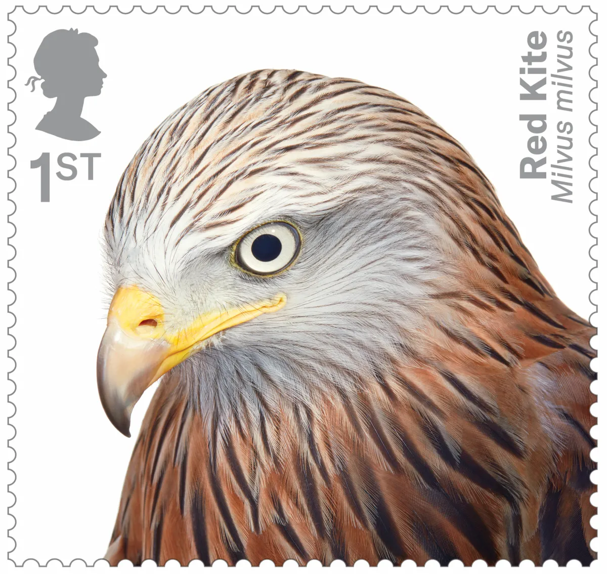 Birds of Prey Red Kite 400% stamp
