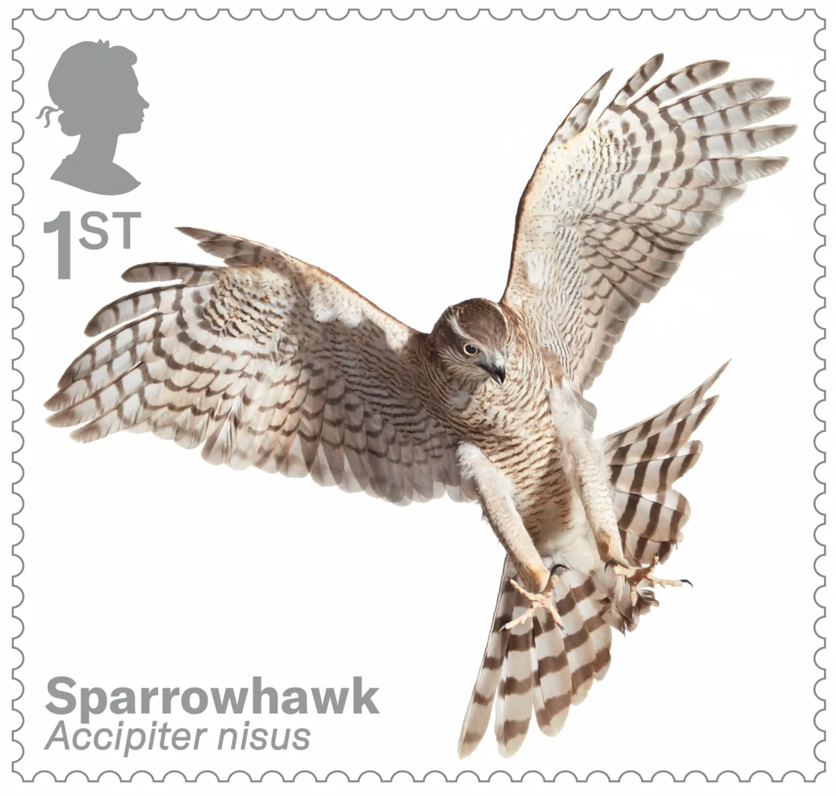 Bird of prey stamp collection - sparrowhawk. © Tim Flach/Royal Mail.