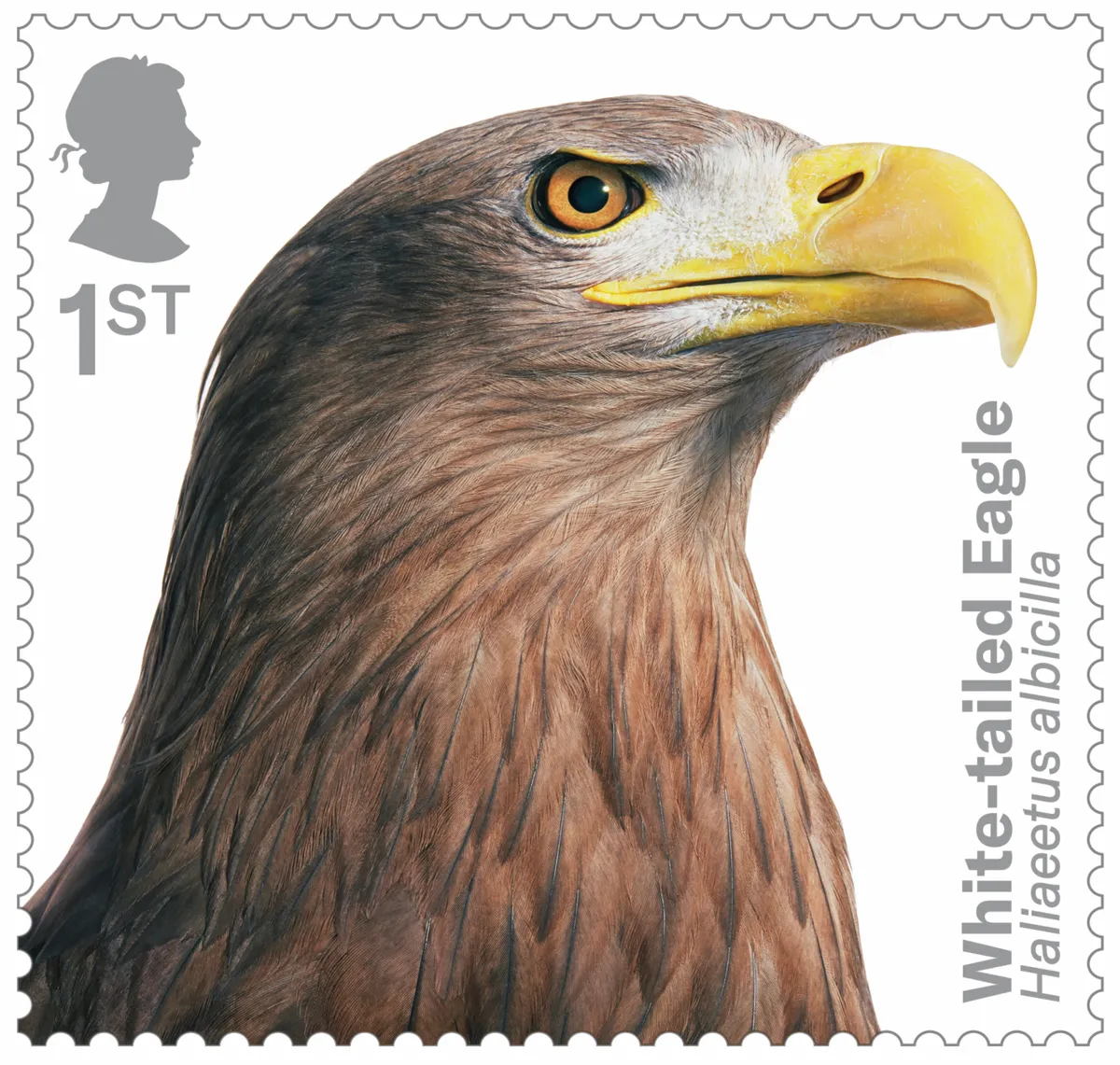 Bird of prey stamp collection - white-tailed eagle. © Tim Flach/Royal Mail.