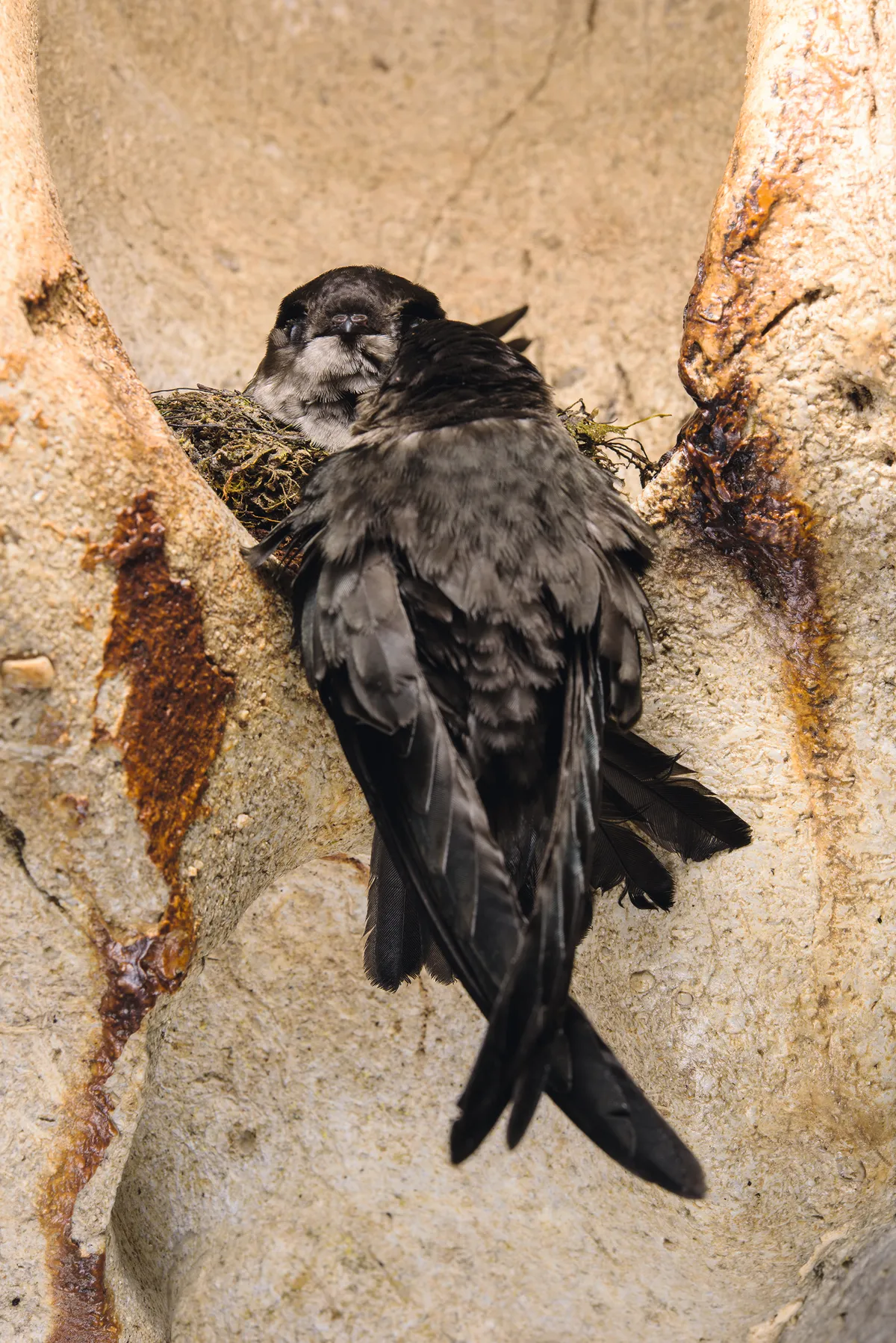 Unlike most other birds, swiftlets can echolocate, which is invaluable for navigating cave complexes. These black-nest swiftlets in Lang Cave are almost ready to fledge. © Emanuele Biggi and Francesco Tomasinelli.
