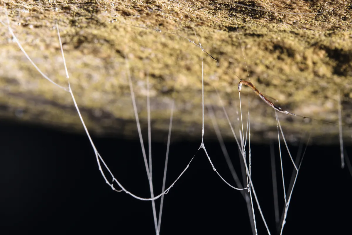 The larvae of fungus gnats excrete sticky trap-lines to capture small flying insects entering the Deer Cave complex in Gunung Mulu National Park. © Emanuele Biggi and Francesco Tomasinelli.