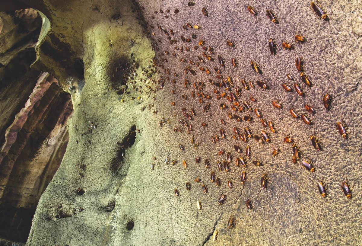 Even near the entrance of the Gomantong Cave system Australian cockroaches cover the walls from floor to ceiling. Guano excreted by the swiftlets and the bats covers the floor of the caves in a layer metres thick. © Emanuele Biggi and Francesco Tomasinelli.