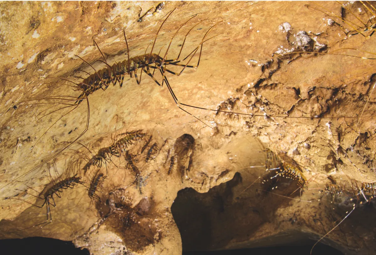 Giant centipedes prey on small spiders and cockroaches in the Gomantong Cave system. The species is equipped with a stinger – the venom is painful to humans, though not dangerous. © Emanuele Biggi and Francesco Tomasinelli.
