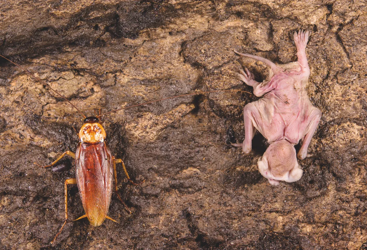 In the Gomantong Cave system a wrinkle-lipped free-tailed bat pup has fallen from the cave’s ceiling and its mother’s protection. An Australian cockroach is waiting for it to give up its struggle for life and become its next meal. © Emanuele Biggi and Francesco Tomasinelli.