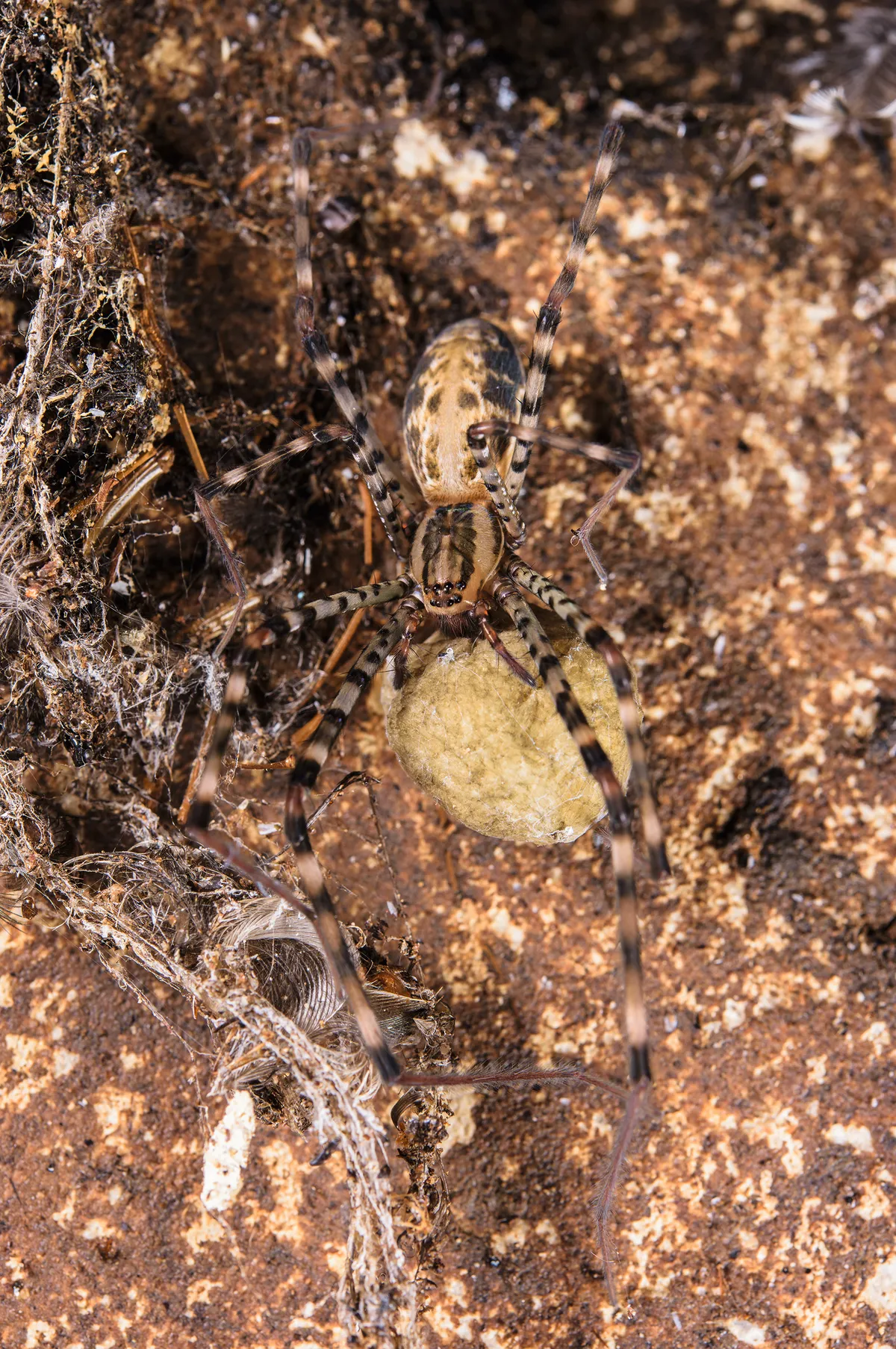 A female cave spider protects her egg sac on the wall of one of the caves in the Gomantong system. The species mainly feeds on small flying insects that enter the cave from outside, together with any cockroaches that fall into their sticky webs. © Emanuele Biggi and Francesco Tomasinelli.