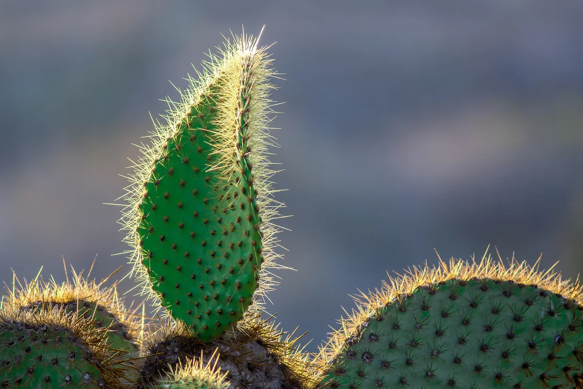 Botanical Category Winner: Prickly Pear Cactus, South Plaza. © Eric Williams.