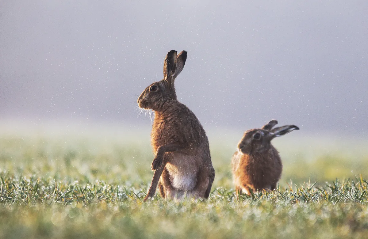 Brown hare shaking wet foot. © Jenny Hibbert.