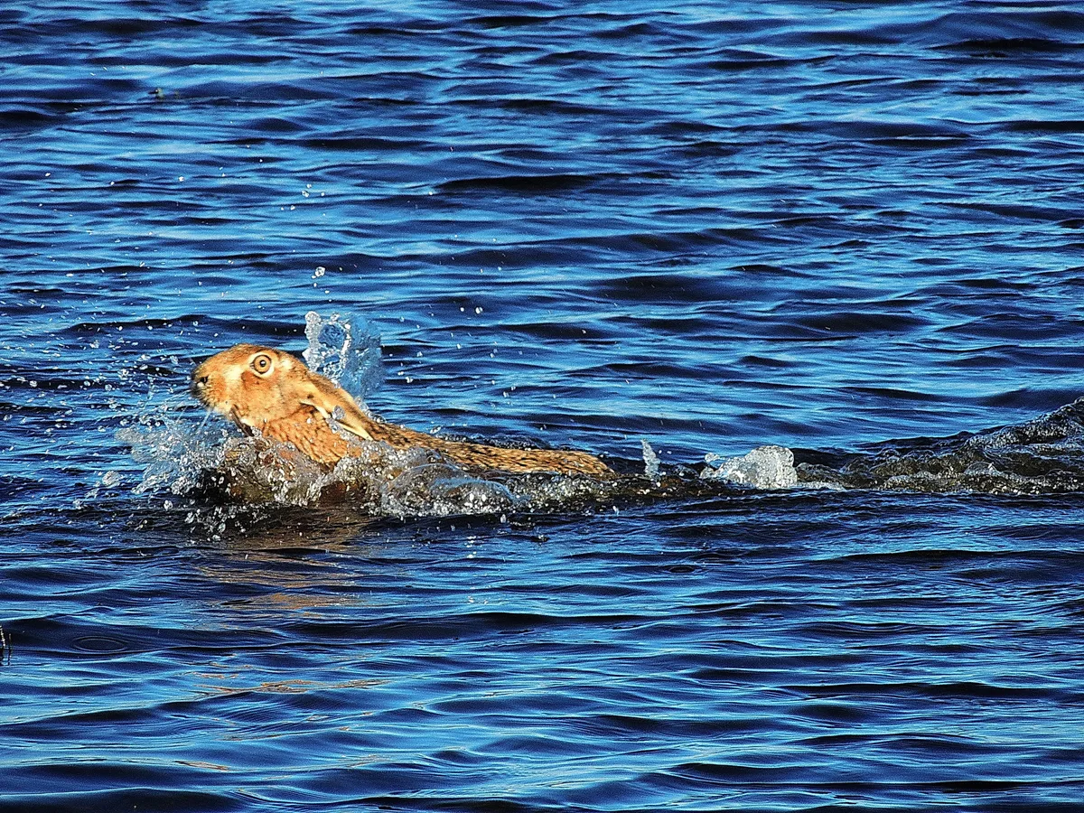Swimming brown hare. © Malcolm Welch.