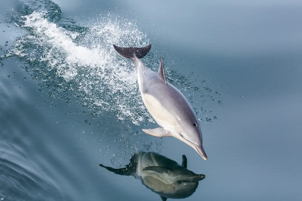Mammal Photographer of the Year Overall Winner: Common dolphin in flight. © James West.