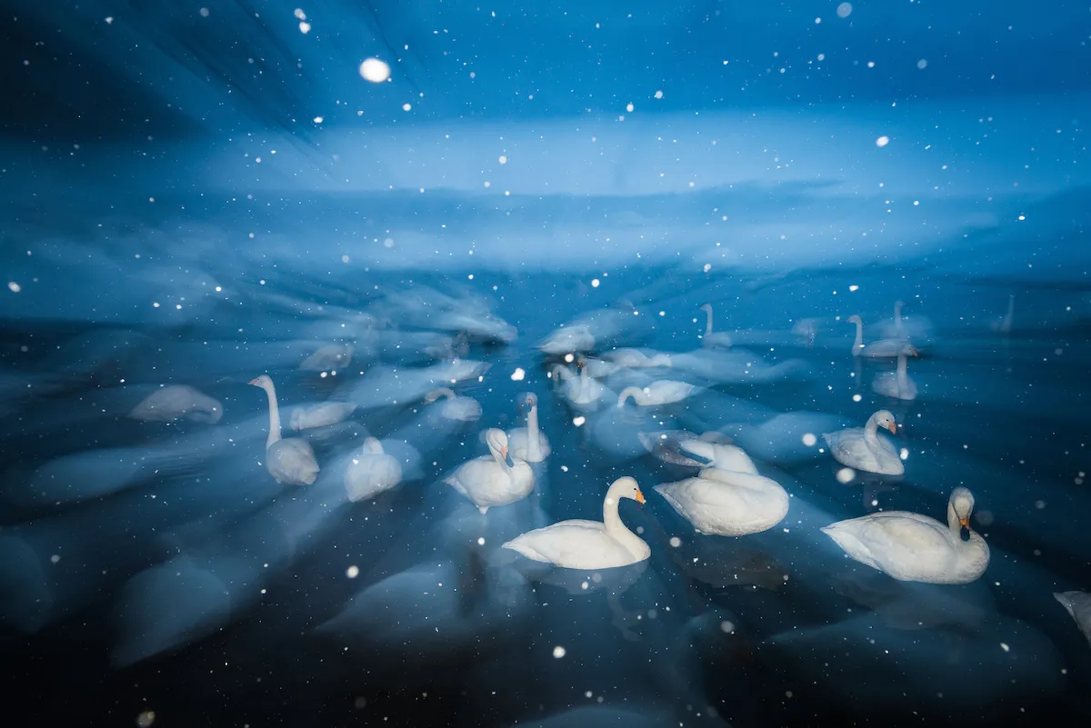 Creative Imagery Category third place: Swans in the Snow. © Wim van den Heever.