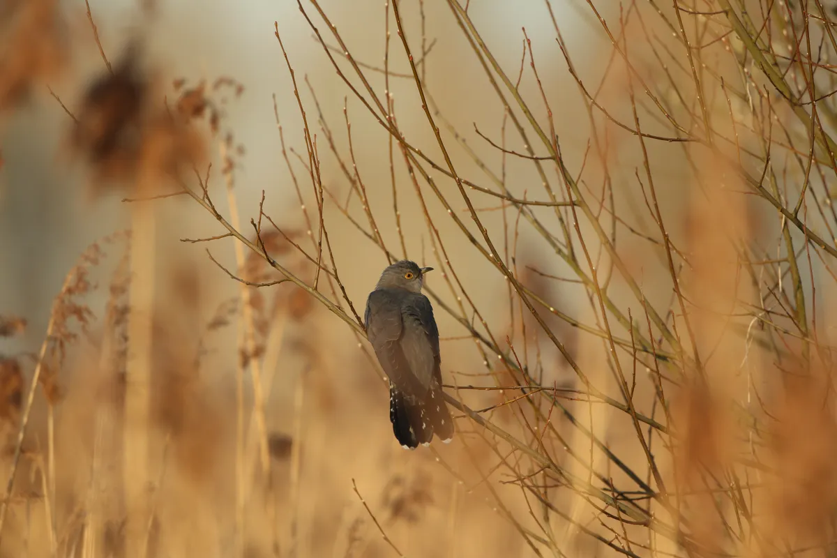 Cuckoo. © Simon Bound