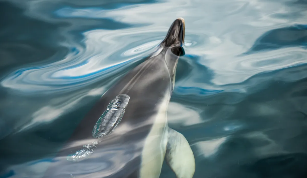 Dolphin. © Ben Porter.
