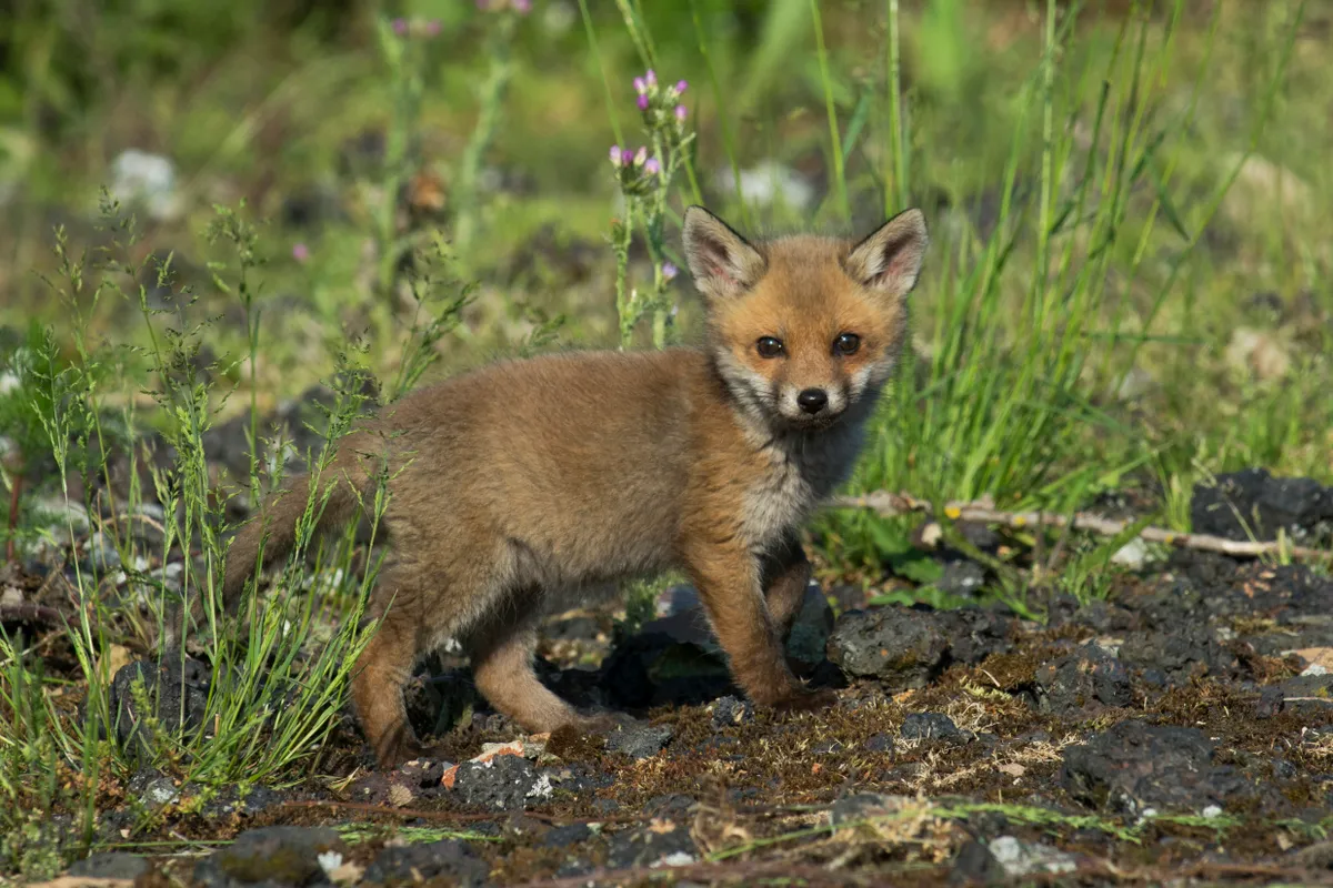 Mammals of the UK Category Highly Commended: Fox cub. © Helen Mathias.