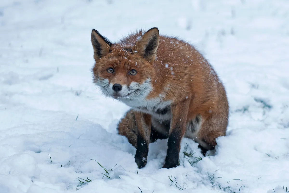 Mammal Comedian of the Year Category Winner: Fox in snow. © Helen Mathias.