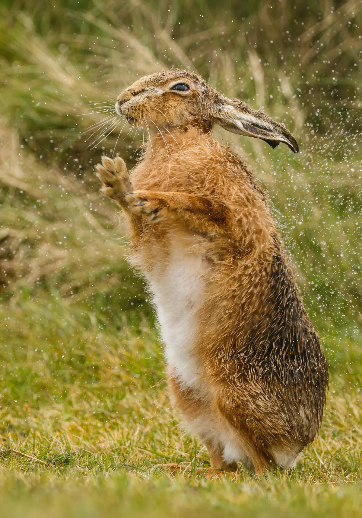 Brown hare drying off. © Gary Dean.