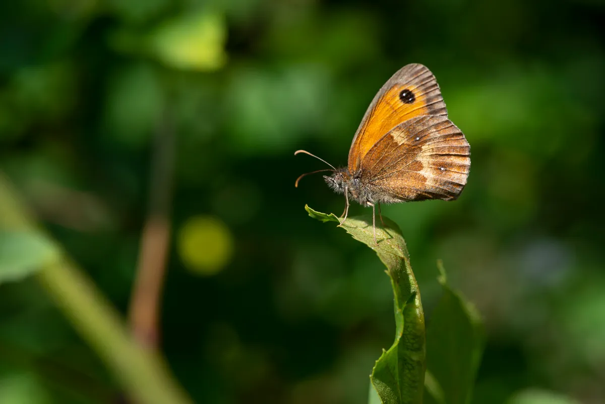 Gatekeeper butterfly. © Mark Heighes/Getty