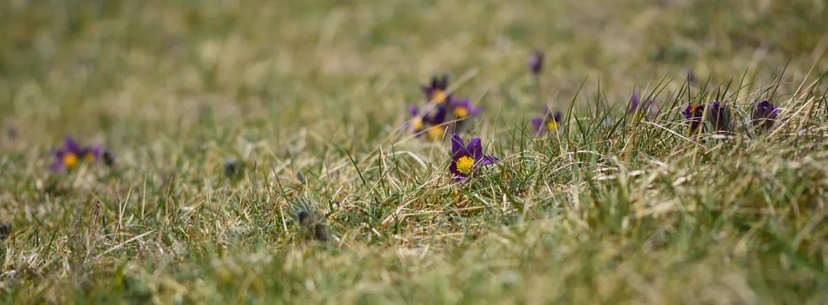 Pasqueflowers. © Ian Redding/Getty
