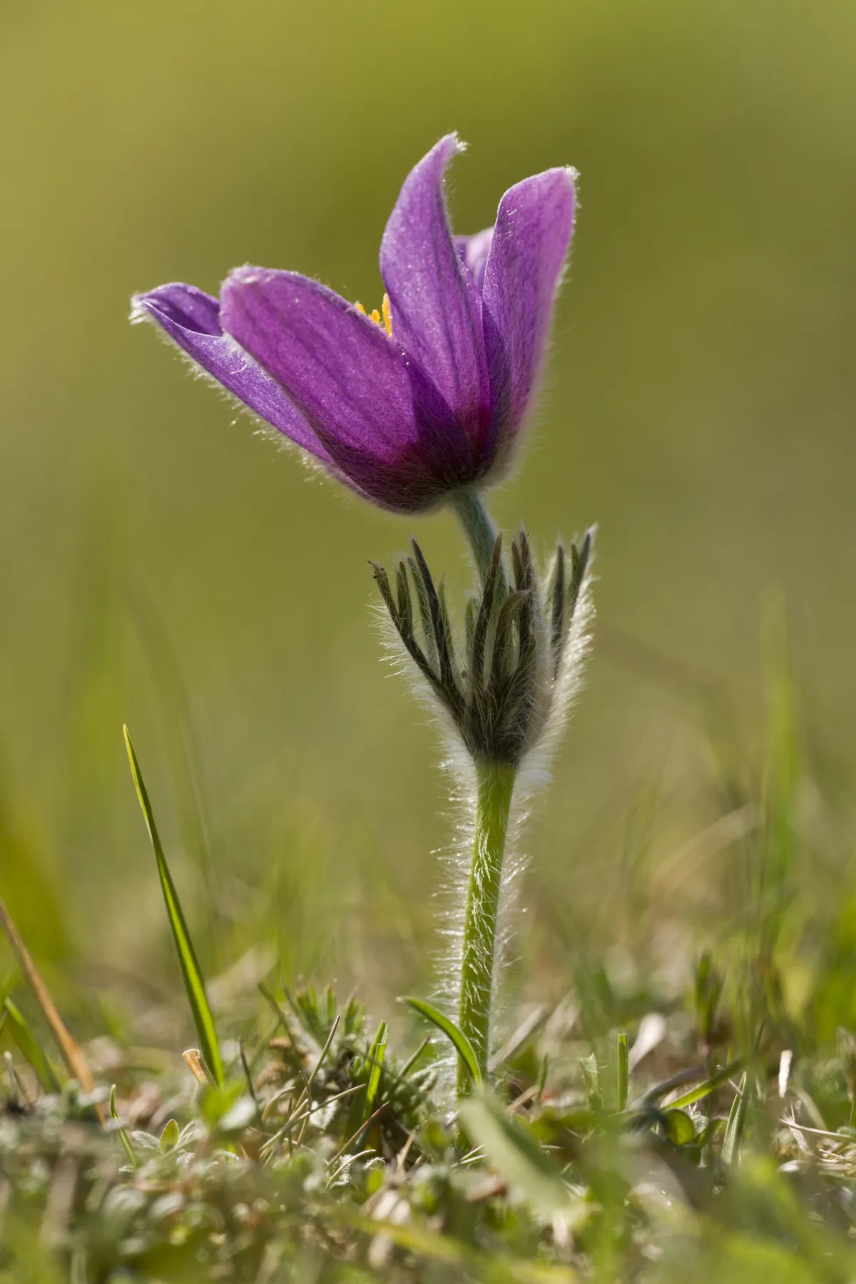 Pasqueflower in the Cotswolds. © Bob Gibbons/FLPA/Getty