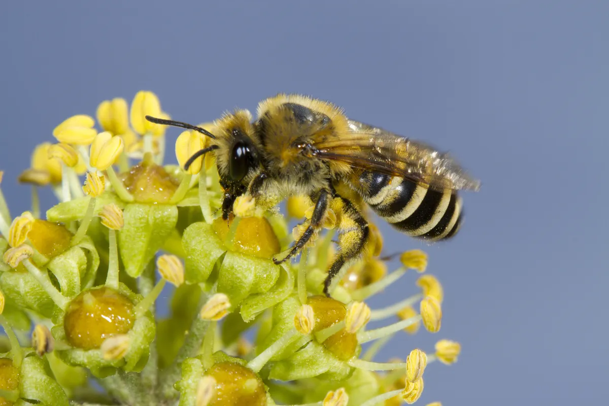 Ivy bee. © Richard Becker/Getty