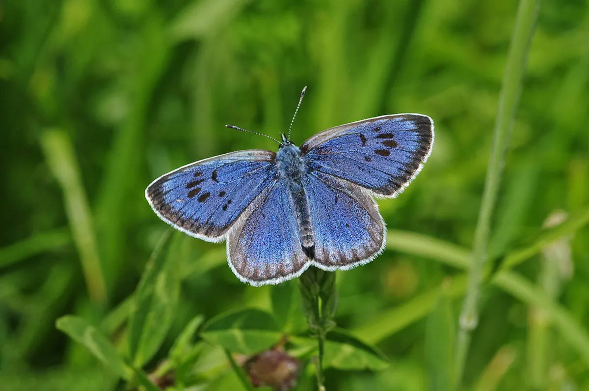 Large blue butterfly. © Gary Chalker/Getty